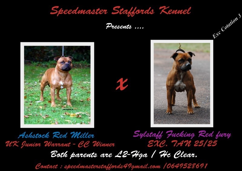 Speedmaster Staffords - Staffordshire Bull Terrier - Portée née le 03/09/2012